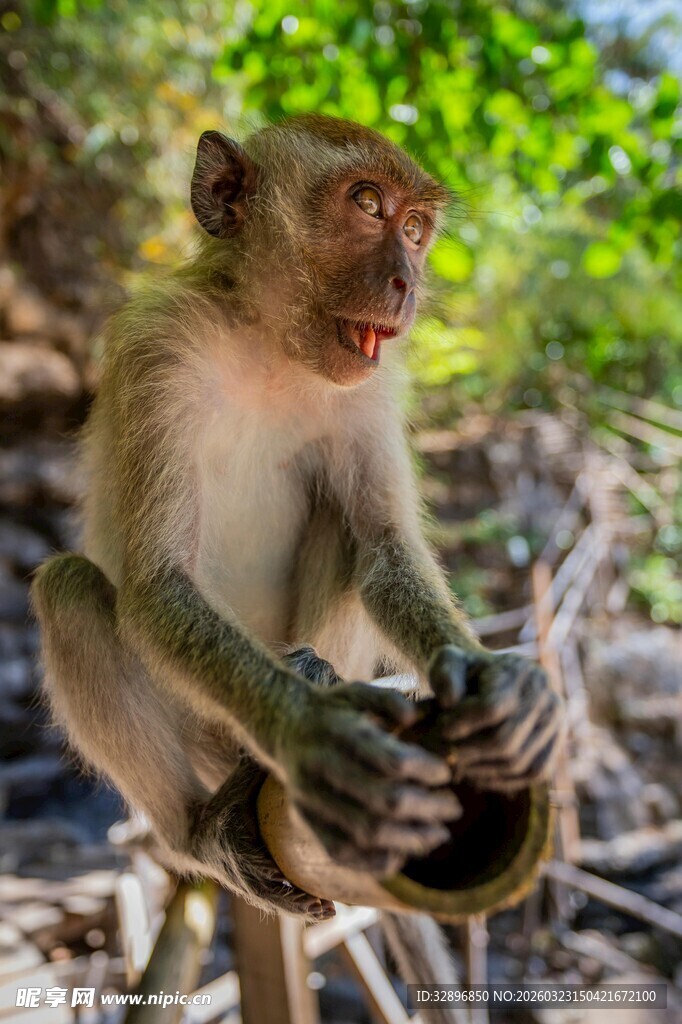 猴子专注摆弄手中物件