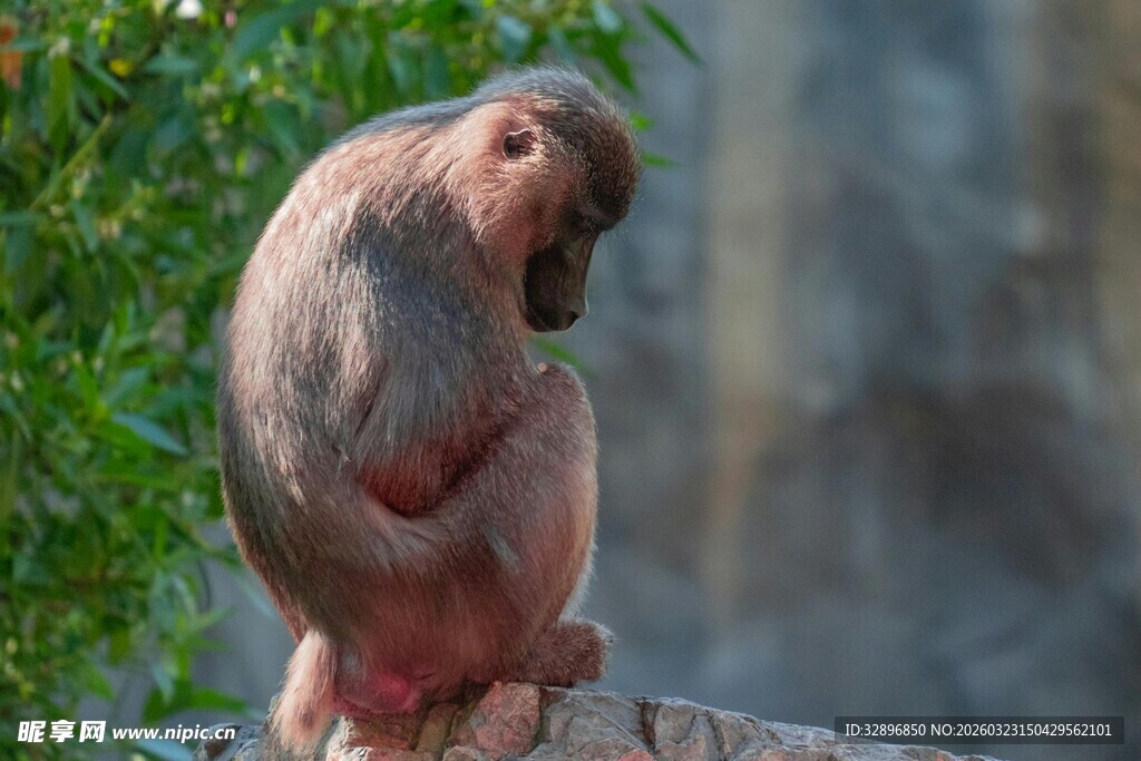 蹲坐沉思的猴子