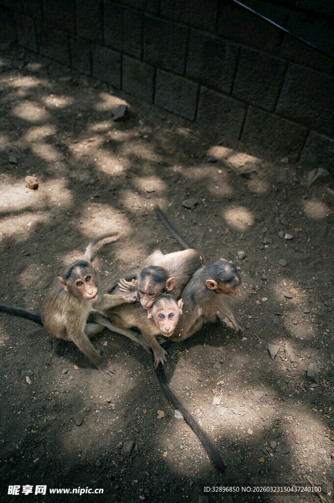地面上的两只死鸽子