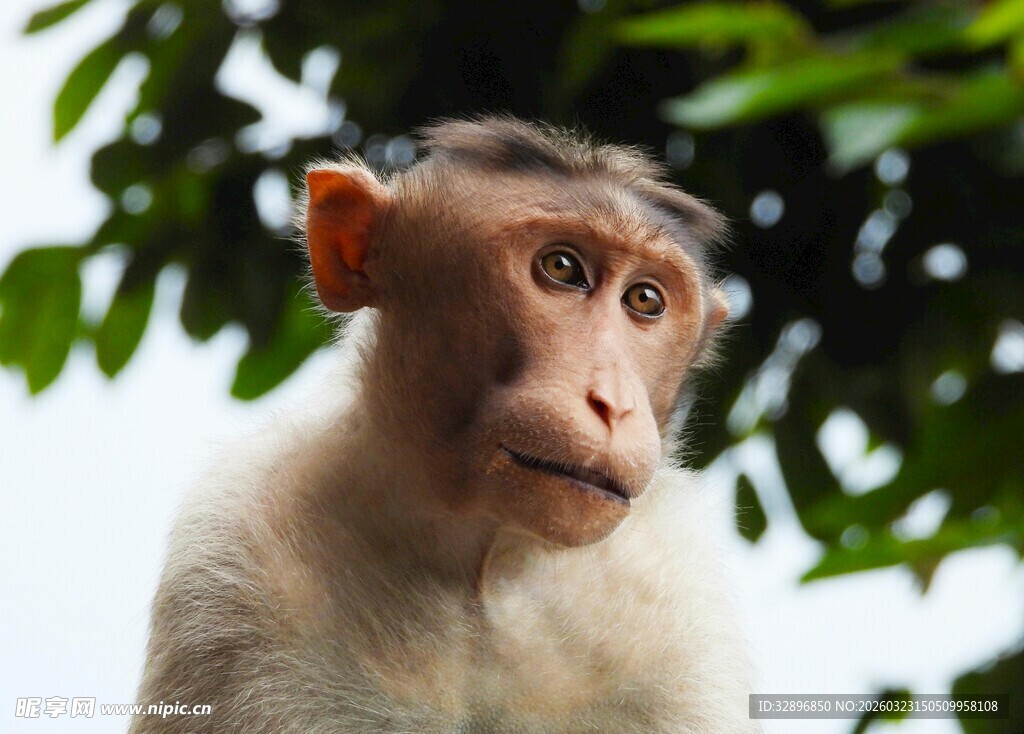 可爱猴子特写