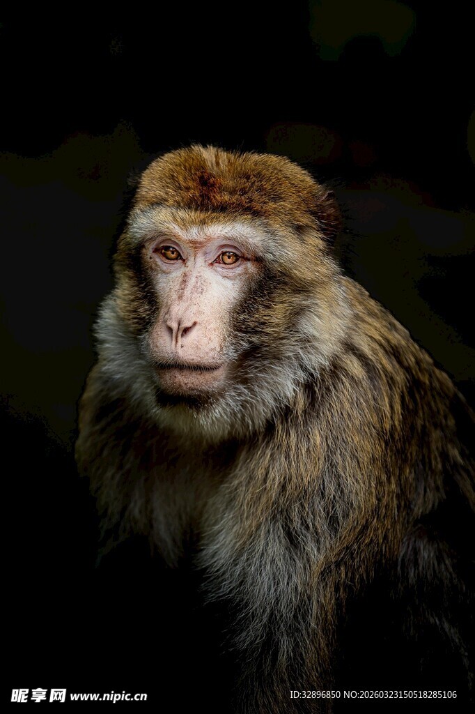 猕猴特写