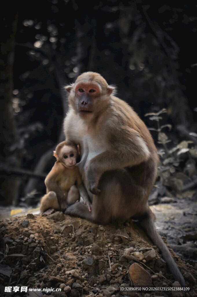 母猴与小猴依偎的温馨瞬间