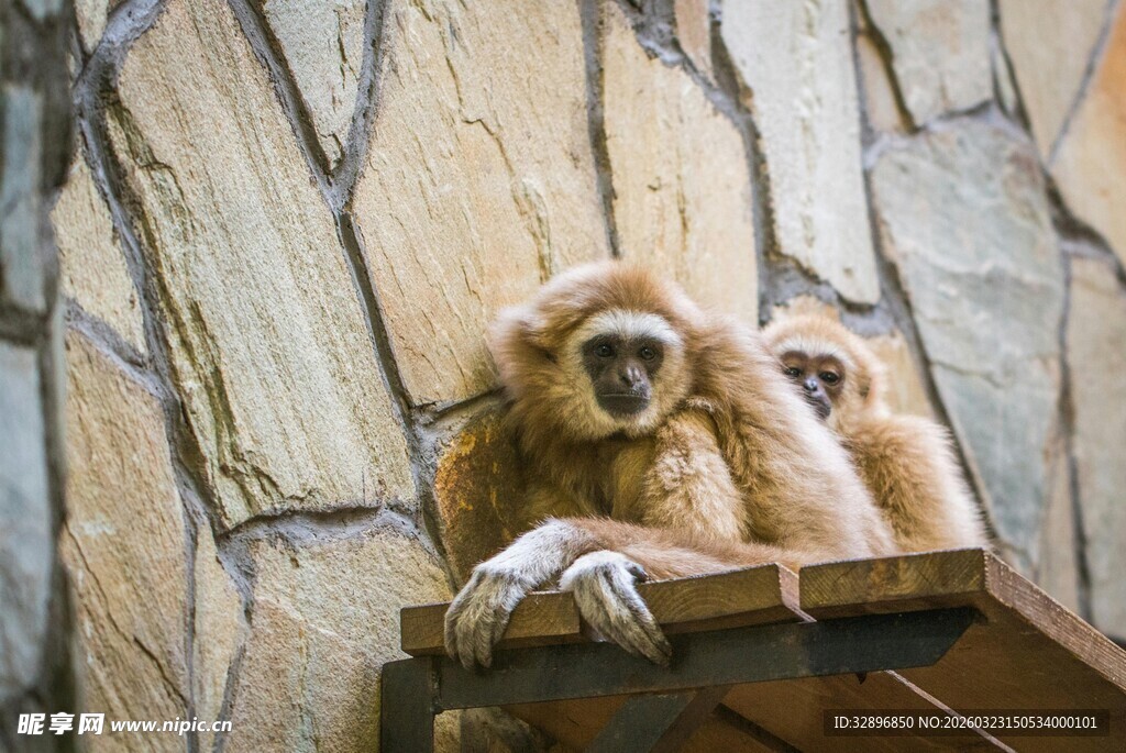 两只金丝猴坐于石墙旁
