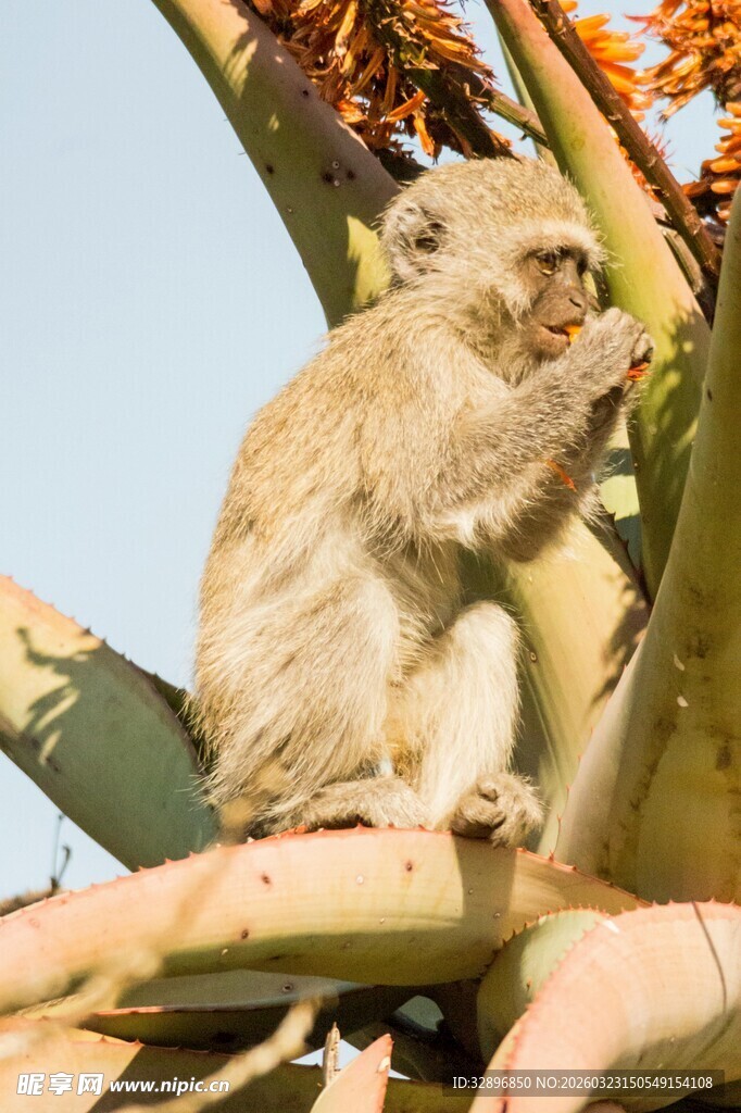 树上猴子专注进食