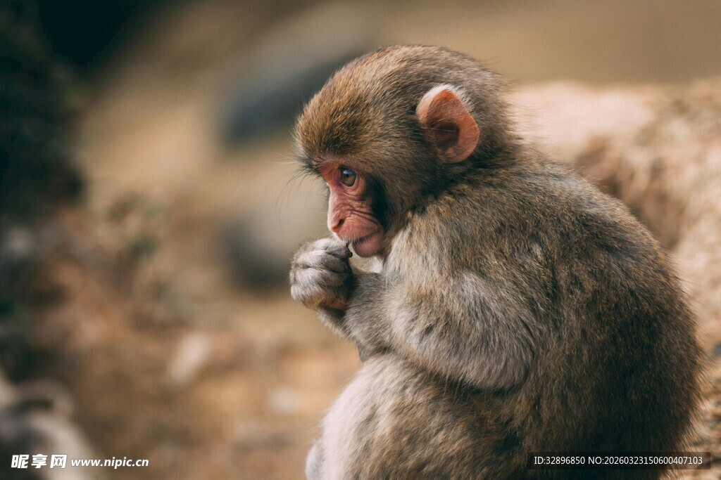 小猴专注进食瞬间