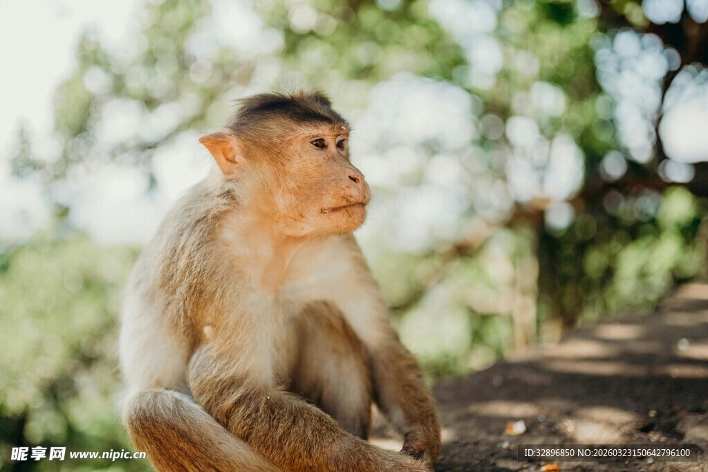 独坐的猴子