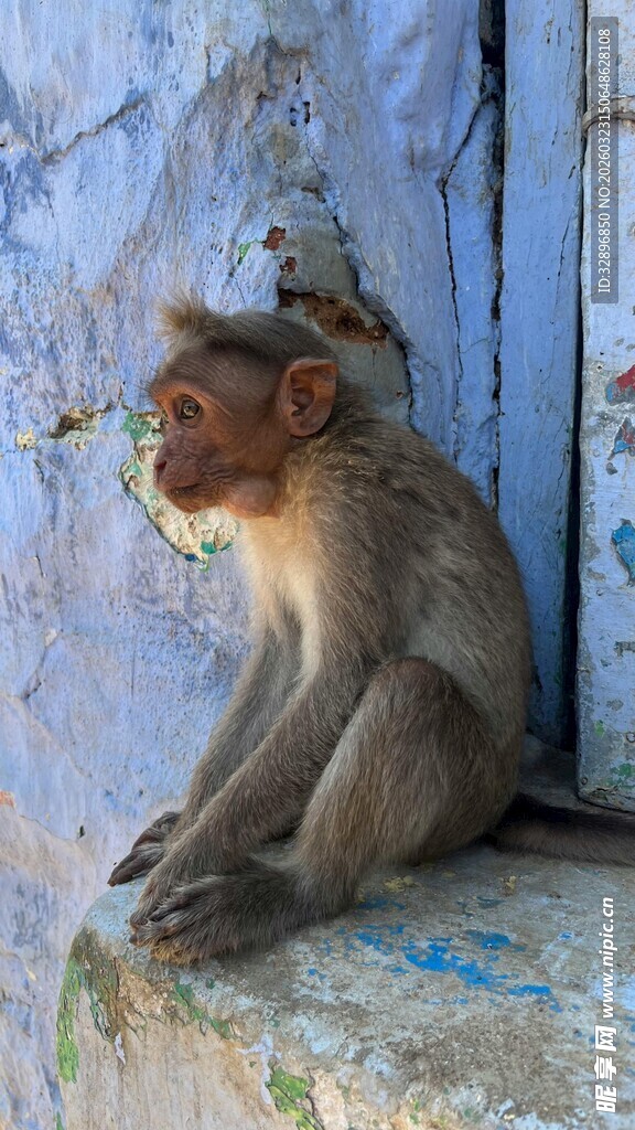 独坐墙边的猴子