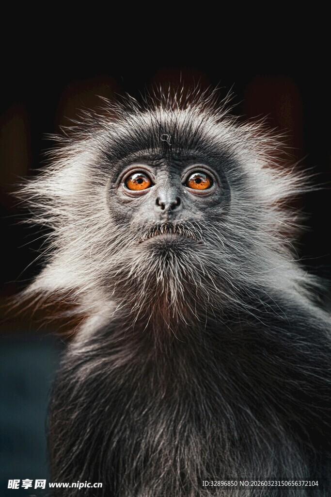 可爱长毛猴子特写