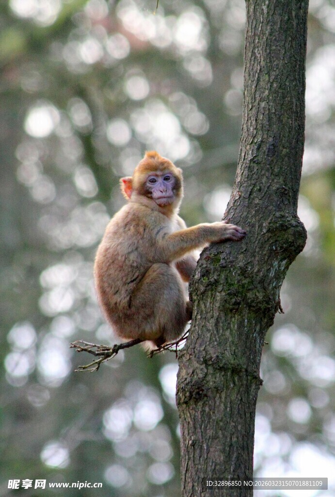 树上的金丝猴