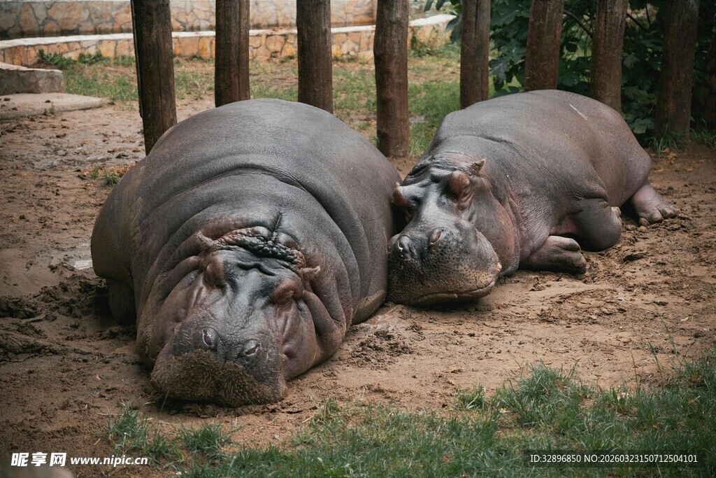 两只河马慵懒躺卧