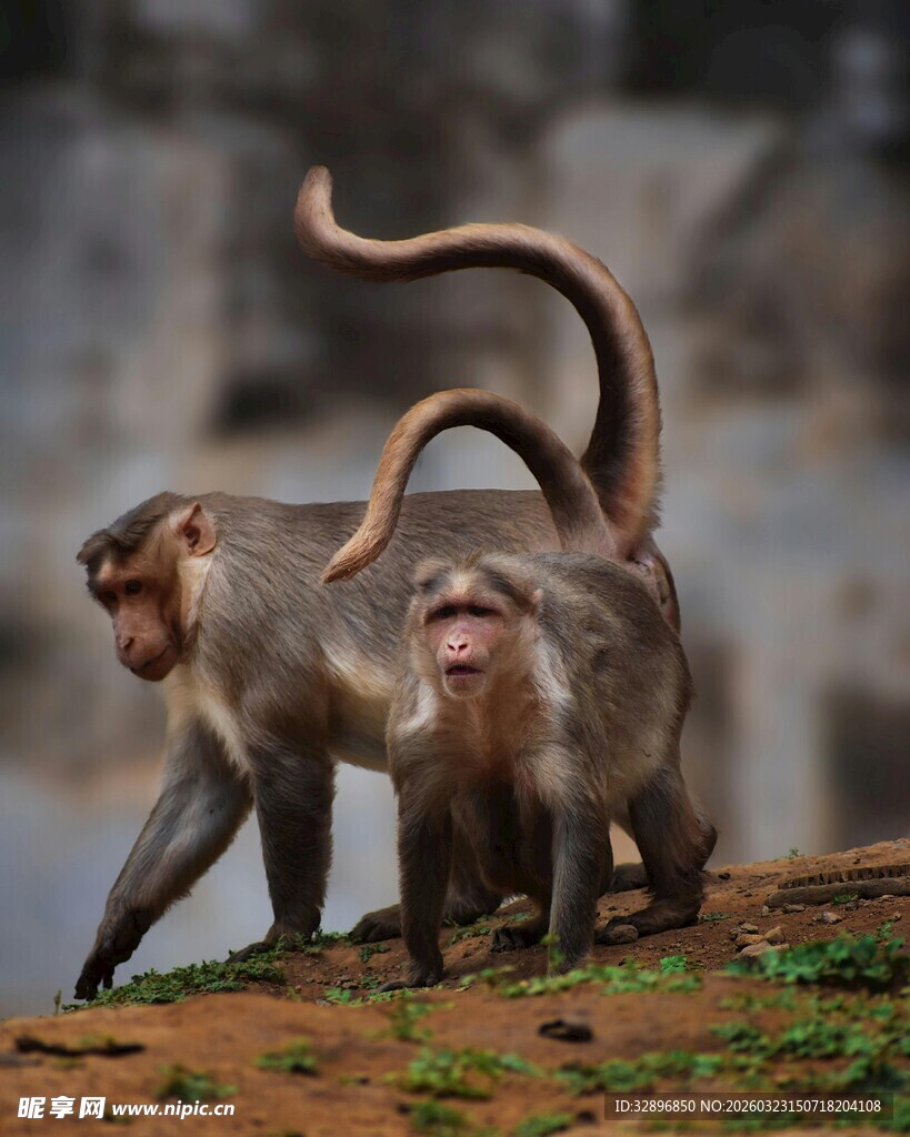 三只猴子的生动瞬间