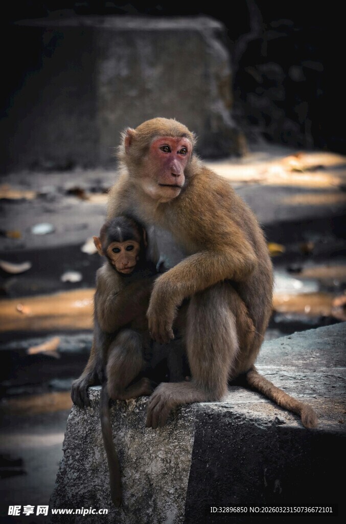 母猴与小猴依偎的温馨瞬间