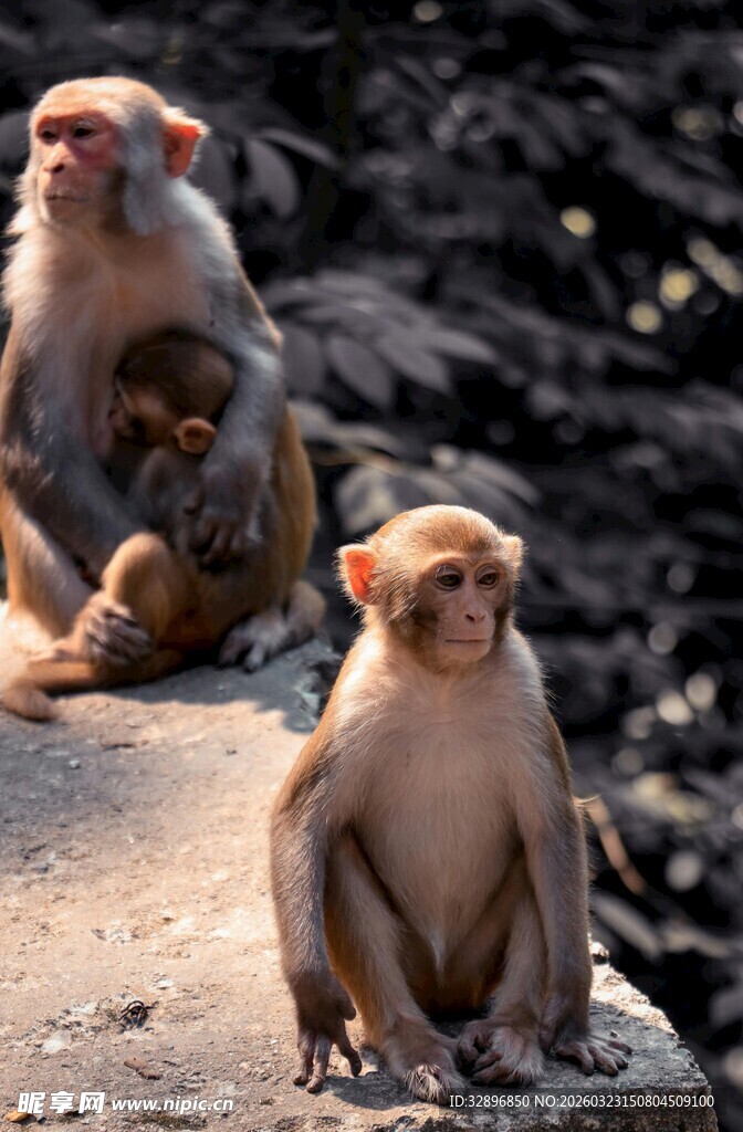 岩石上的几只猴子