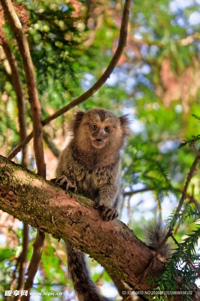 树枝上的可爱猴子