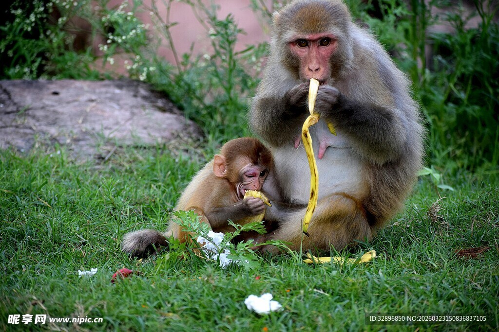 母猴与小猴在草地进食