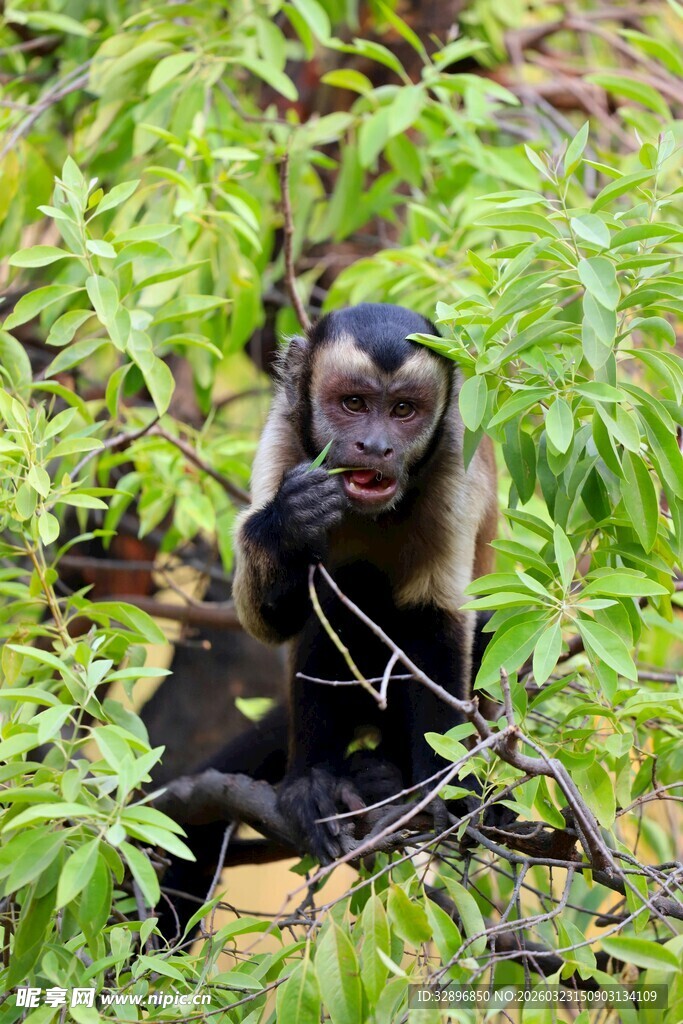 林中黑猴坐于绿植间