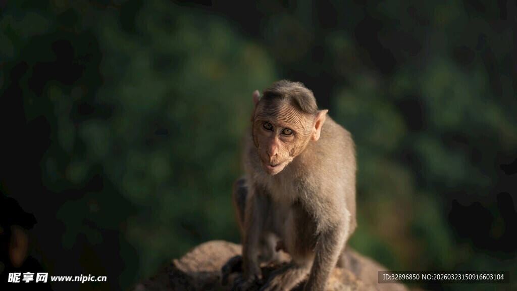 岩石上的孤独猴子