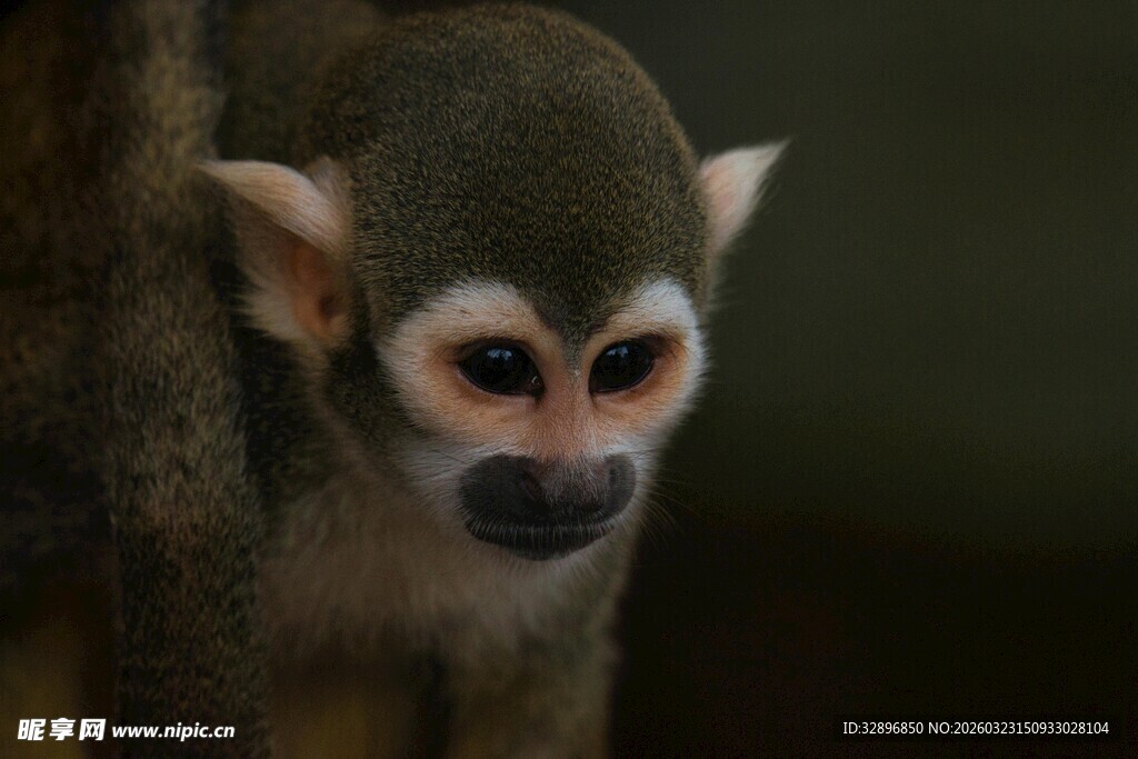 可爱松鼠猴特写