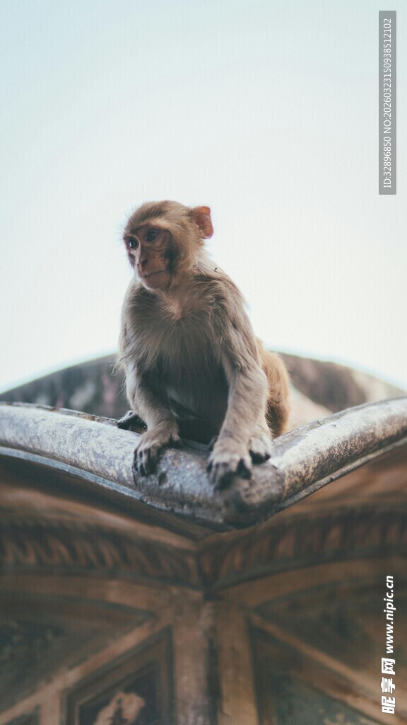 屋顶上的猴子