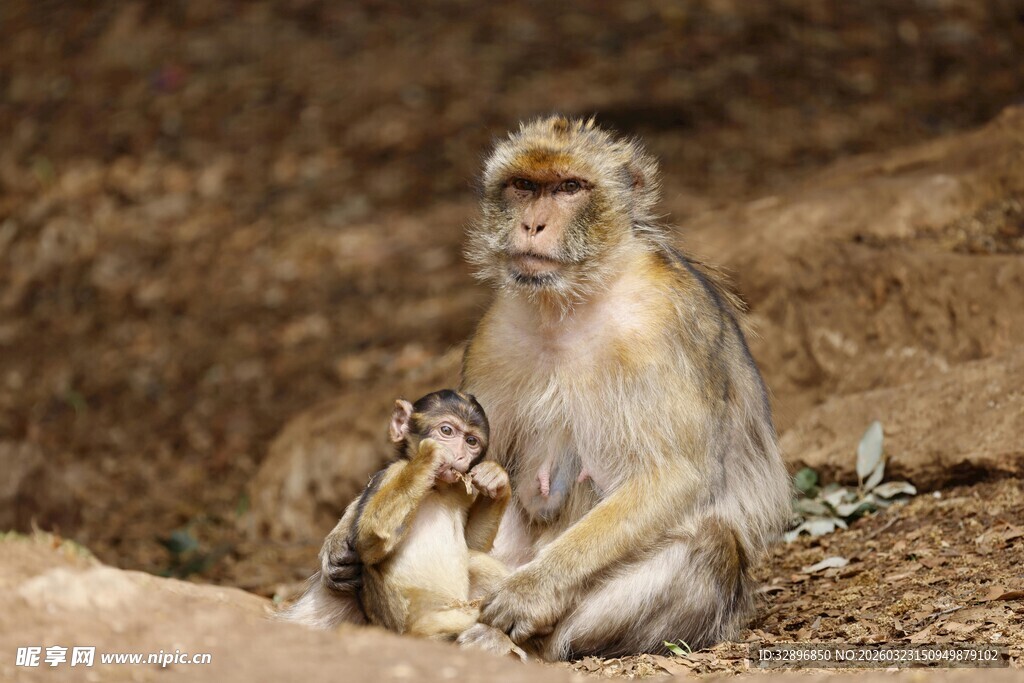 母猴与小猴相依的温馨瞬间