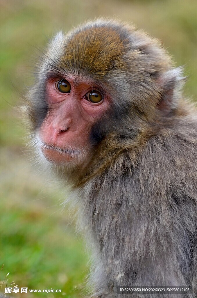 可爱猕猴特写