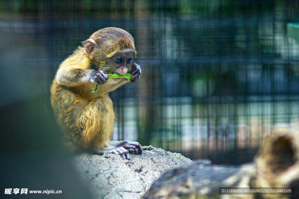 猴子专注进食瞬间