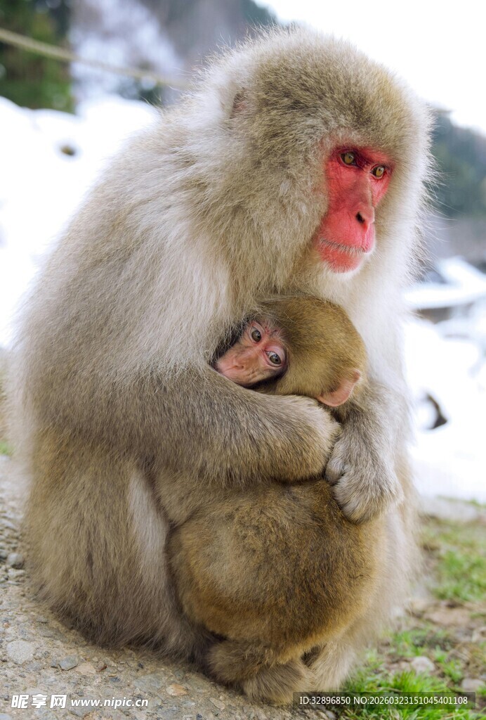 母猴与小猴依偎的温馨瞬间