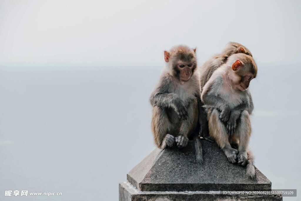 石台上的两只亲昵猴子