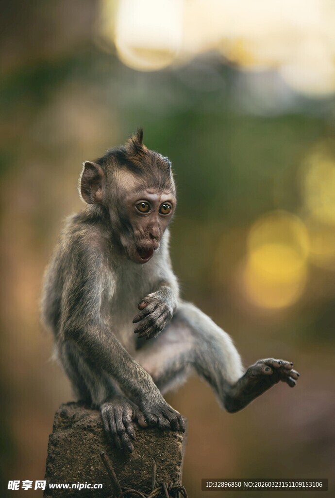 猴子单腿坐于石上