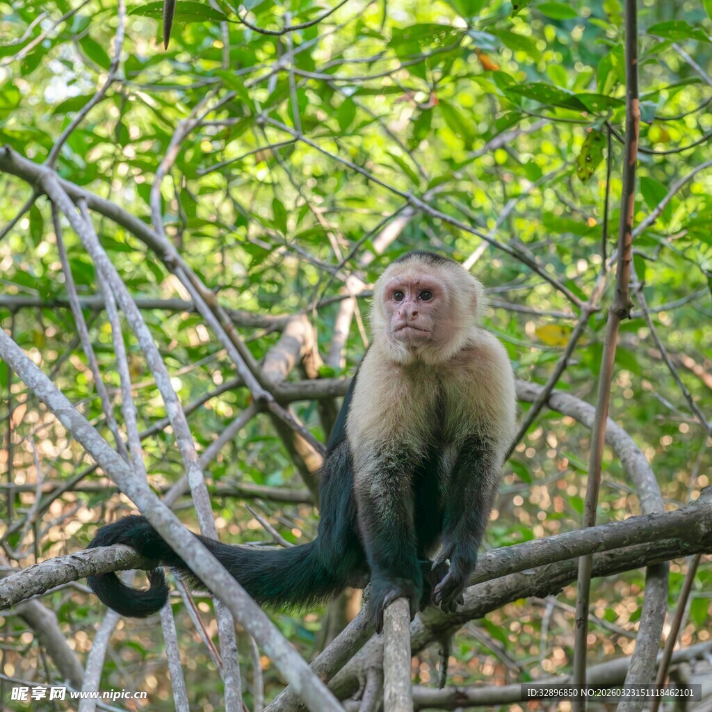 白脸卷尾猴栖息于树枝间