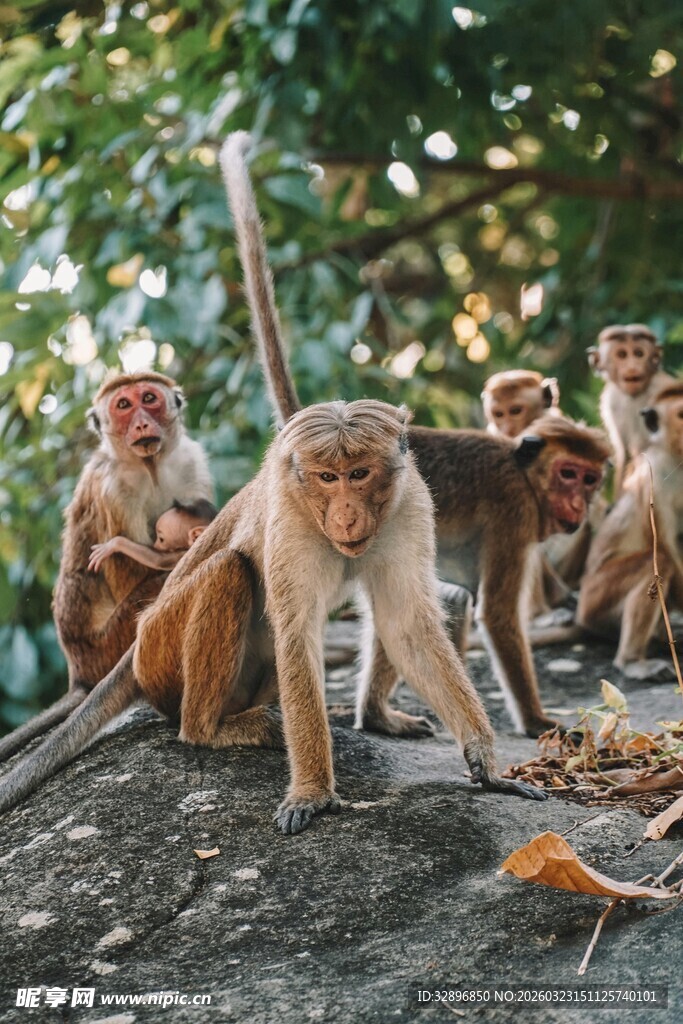 一群猴子聚集在岩石上