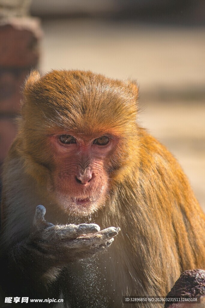 猴子捧手似在讨要食物