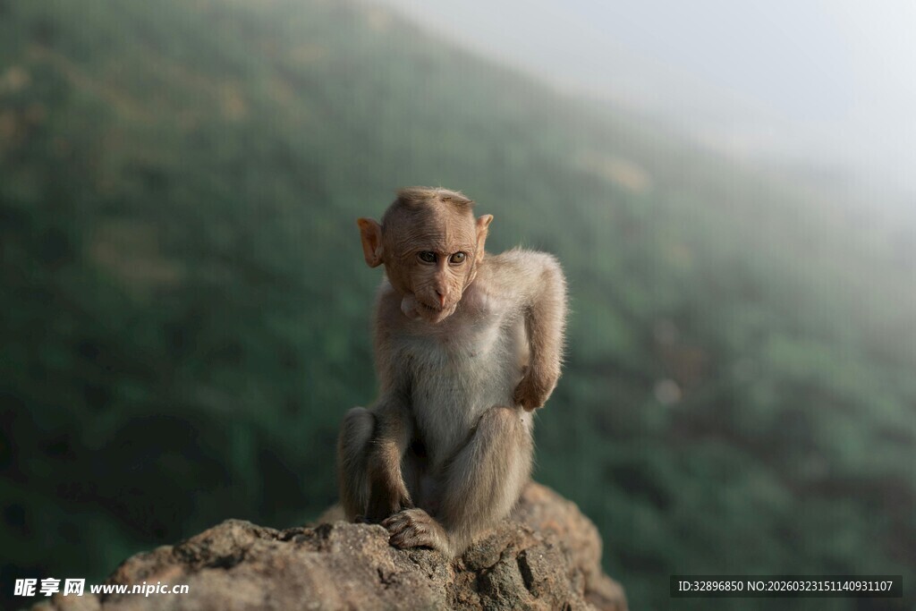 岩石上独坐的猴子