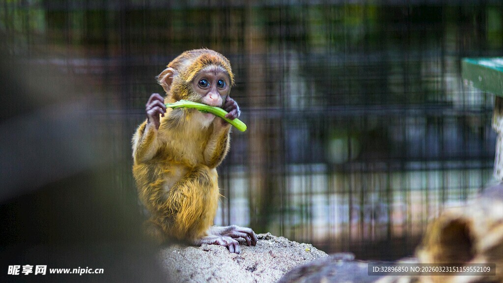 猴子手持绿植专注进食