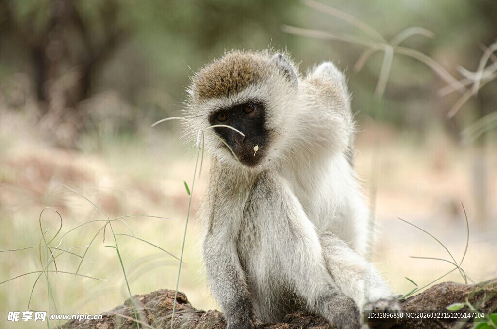 独坐沉思的白面黑冠猴