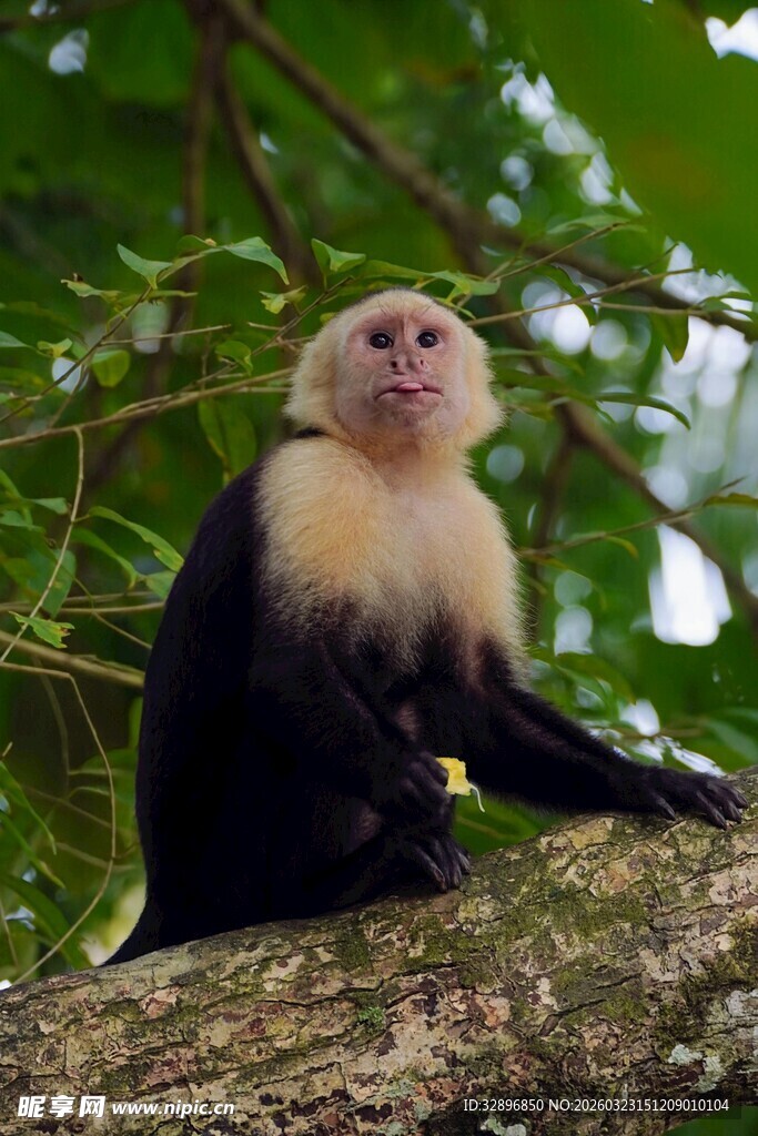 白脸卷尾猴坐于树枝上