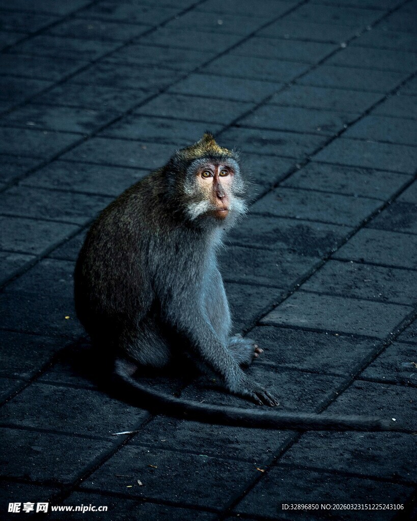 独坐的猴子