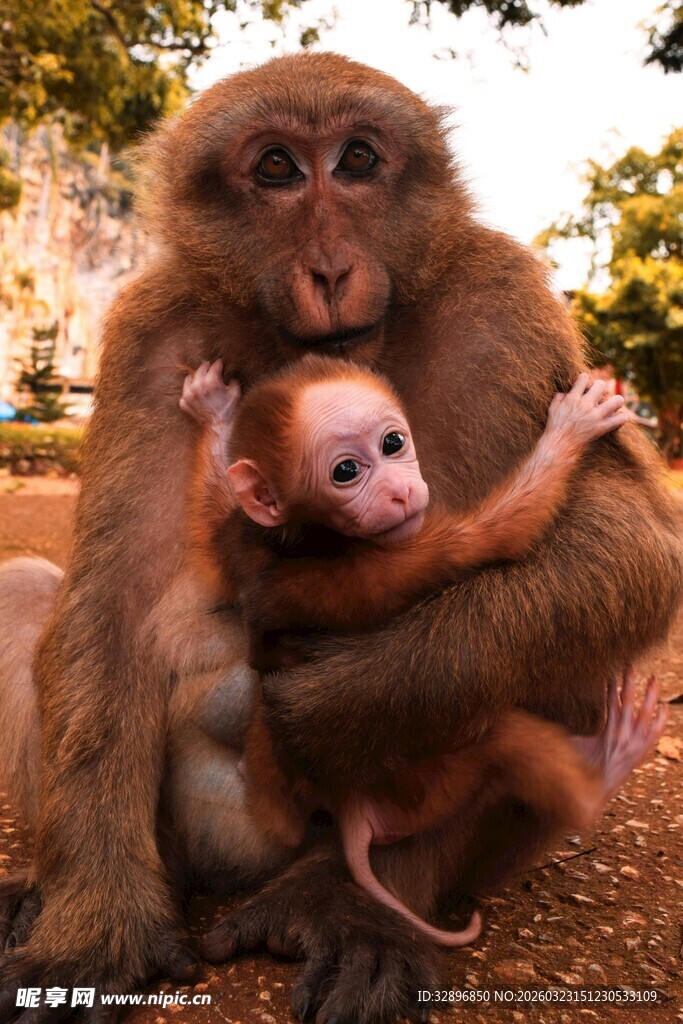 母猴与小猴的温馨瞬间