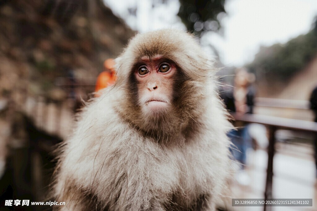 可爱猴子特写