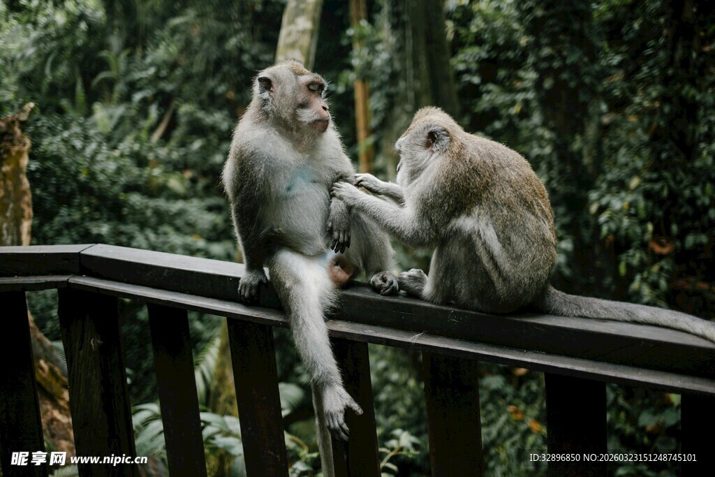 两只猴子坐于栏杆上