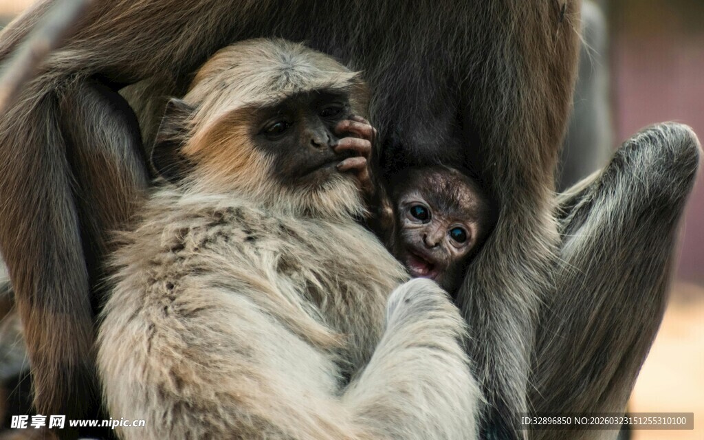 树懒母子依偎温馨瞬间