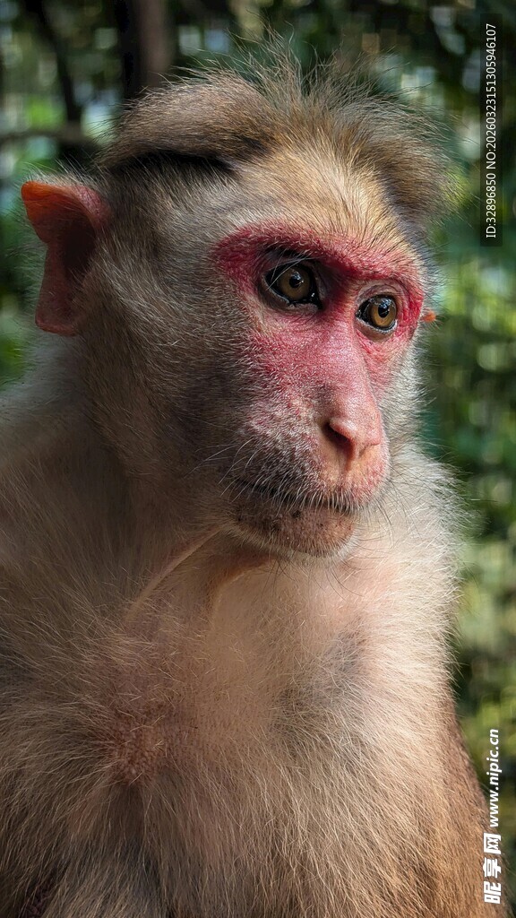 山林中的红脸猴子