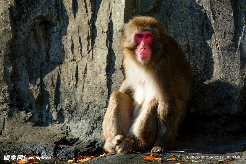 独坐岩石的猕猴