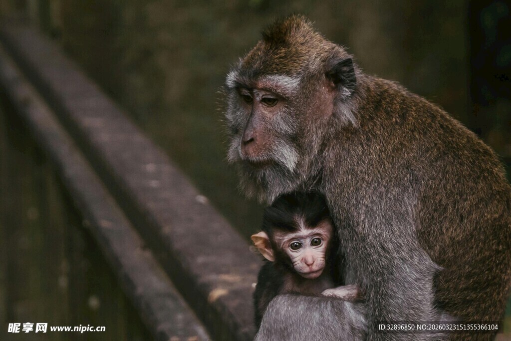 母猴与小猴依偎场景