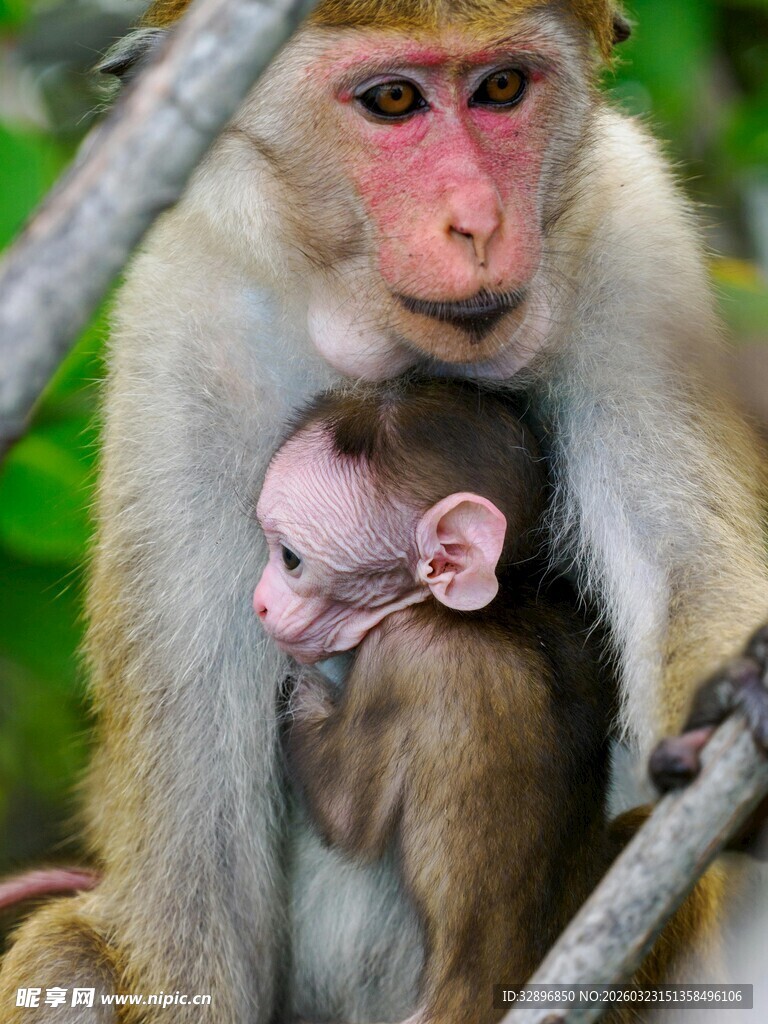 母猴怀抱小猴温馨瞬间