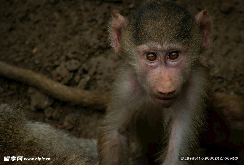 可爱狒狒幼崽特写