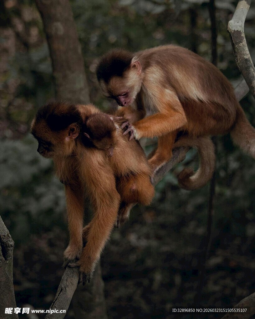 树上的金丝猴互动瞬间