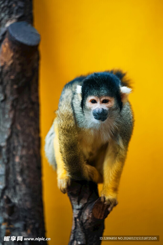 黑顶松鼠猴栖息于枝头