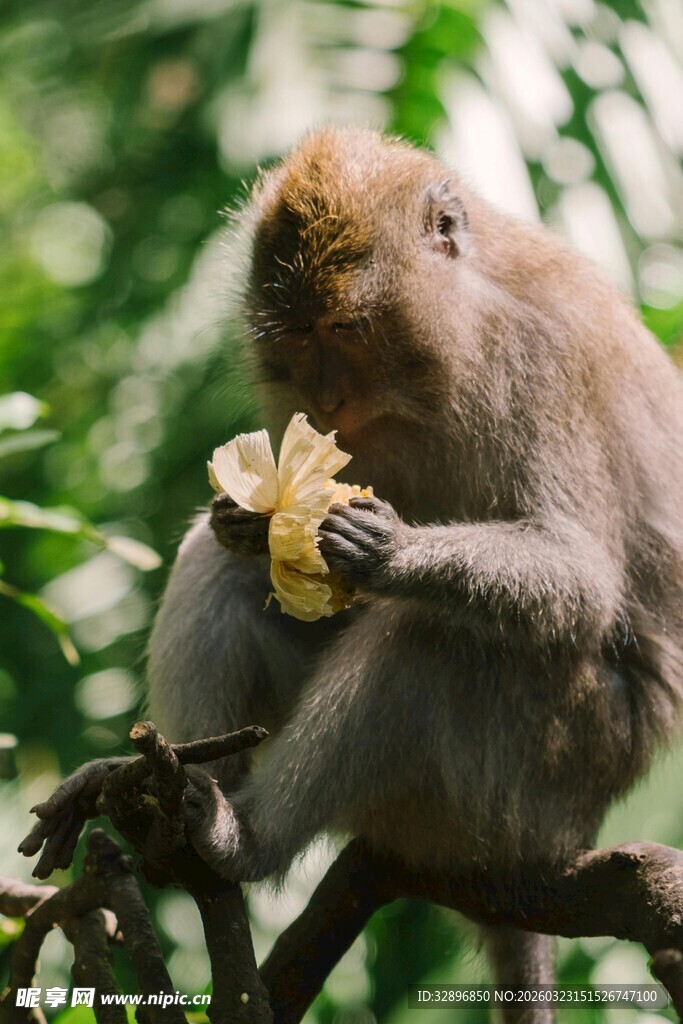 猴子树上享用美味果实