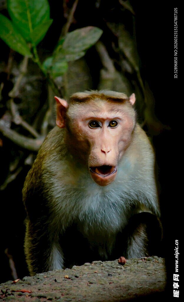 张嘴的猴子